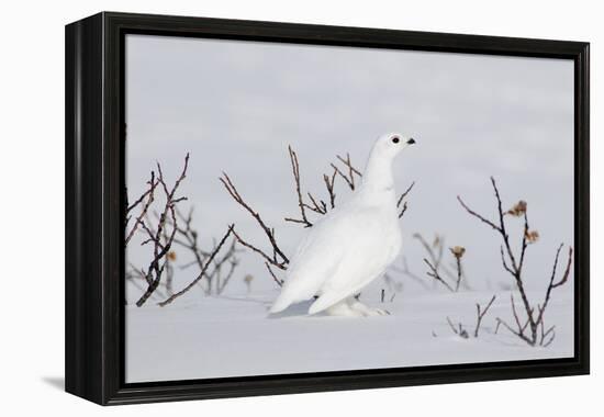 White-Tailed Ptarmigan Male in Snow-null-Framed Premier Image Canvas