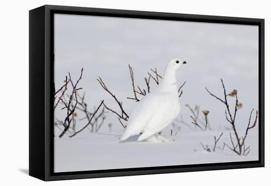 White-Tailed Ptarmigan Male in Snow-null-Framed Premier Image Canvas