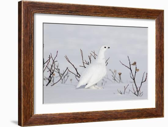 White-Tailed Ptarmigan Male in Snow-null-Framed Photographic Print