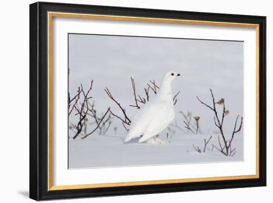 White-Tailed Ptarmigan Male in Snow-null-Framed Photographic Print