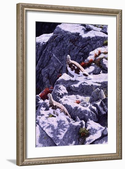 White-Tailed Ptarmigan-Jeff Tift-Framed Giclee Print