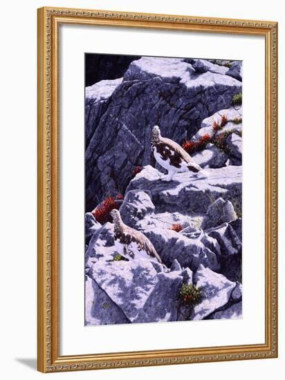 White-Tailed Ptarmigan-Jeff Tift-Framed Giclee Print