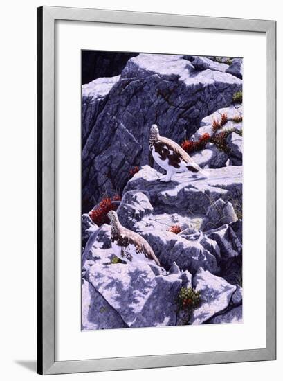 White-Tailed Ptarmigan-Jeff Tift-Framed Giclee Print