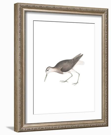 White Tailed Sandpiper-Maria Mendez-Framed Giclee Print