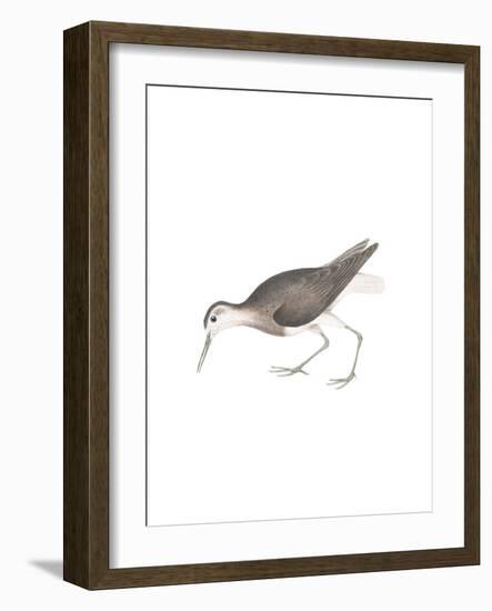 White Tailed Sandpiper-Maria Mendez-Framed Giclee Print