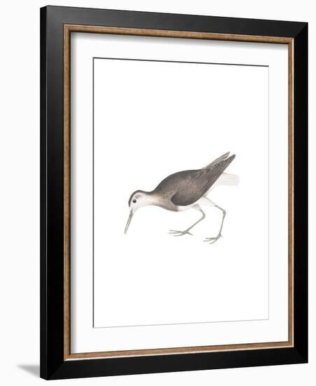 White Tailed Sandpiper-Maria Mendez-Framed Giclee Print