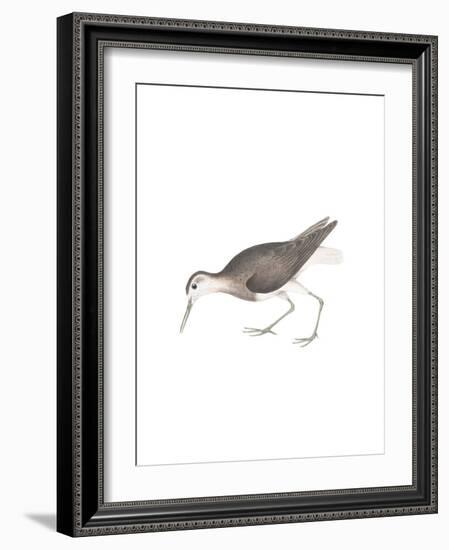 White Tailed Sandpiper-Maria Mendez-Framed Giclee Print