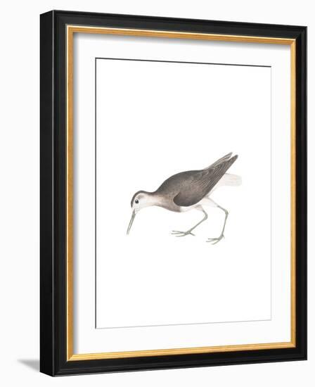 White Tailed Sandpiper-Maria Mendez-Framed Giclee Print