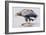 White Tailed Sea Eagle, 2001-Mark Adlington-Framed Giclee Print