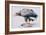 White Tailed Sea Eagle, 2001-Mark Adlington-Framed Giclee Print