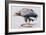 White Tailed Sea Eagle, 2001-Mark Adlington-Framed Giclee Print