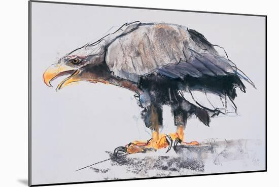 White Tailed Sea Eagle, 2001-Mark Adlington-Mounted Giclee Print