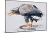 White Tailed Sea Eagle, 2001-Mark Adlington-Mounted Giclee Print