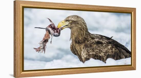 White Tailed Sea Eagle (Haliaeetus Albicilla) Feeding on Fish on Pack Ice-Wim van den Heever-Framed Premier Image Canvas