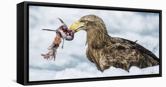 White Tailed Sea Eagle (Haliaeetus Albicilla) Feeding on Fish on Pack Ice-Wim van den Heever-Framed Premier Image Canvas