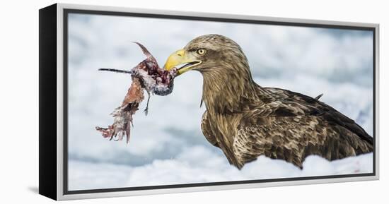 White Tailed Sea Eagle (Haliaeetus Albicilla) Feeding on Fish on Pack Ice-Wim van den Heever-Framed Premier Image Canvas