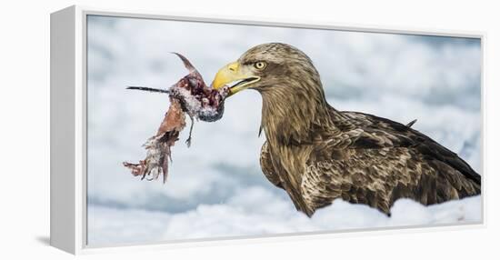 White Tailed Sea Eagle (Haliaeetus Albicilla) Feeding on Fish on Pack Ice-Wim van den Heever-Framed Premier Image Canvas