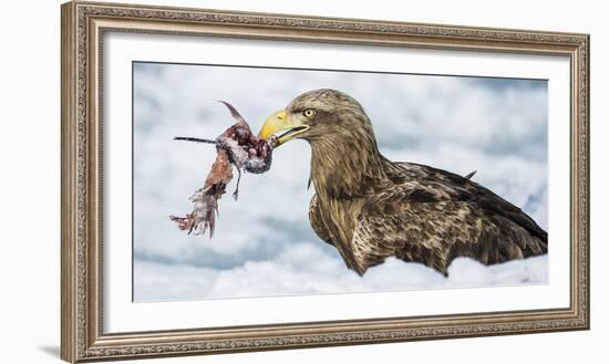 White Tailed Sea Eagle (Haliaeetus Albicilla) Feeding on Fish on Pack Ice-Wim van den Heever-Framed Photographic Print