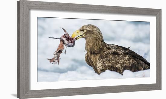 White Tailed Sea Eagle (Haliaeetus Albicilla) Feeding on Fish on Pack Ice-Wim van den Heever-Framed Photographic Print