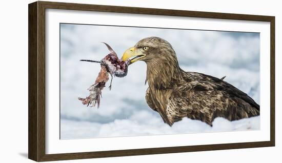White Tailed Sea Eagle (Haliaeetus Albicilla) Feeding on Fish on Pack Ice-Wim van den Heever-Framed Photographic Print