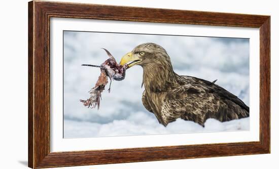 White Tailed Sea Eagle (Haliaeetus Albicilla) Feeding on Fish on Pack Ice-Wim van den Heever-Framed Photographic Print