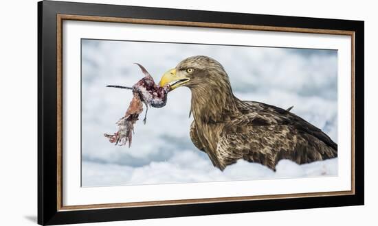 White Tailed Sea Eagle (Haliaeetus Albicilla) Feeding on Fish on Pack Ice-Wim van den Heever-Framed Photographic Print