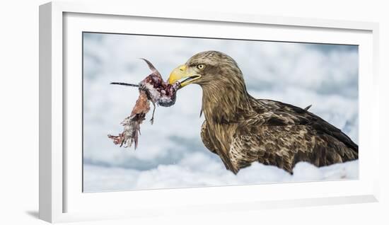 White Tailed Sea Eagle (Haliaeetus Albicilla) Feeding on Fish on Pack Ice-Wim van den Heever-Framed Photographic Print