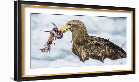 White Tailed Sea Eagle (Haliaeetus Albicilla) Feeding on Fish on Pack Ice-Wim van den Heever-Framed Photographic Print