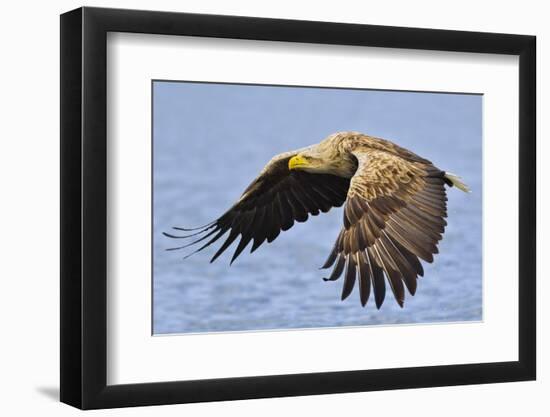 White-Tailed Sea Eagle (Haliaeetus Albicilla) In Flight. Flatanger, Norway, May-Andy Trowbridge-Framed Photographic Print