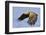 White-Tailed Sea Eagle (Haliaeetus Albicilla) In Flight. Flatanger, Norway, May-Andy Trowbridge-Framed Photographic Print