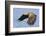 White-Tailed Sea Eagle (Haliaeetus Albicilla) In Flight. Flatanger, Norway, May-Andy Trowbridge-Framed Photographic Print