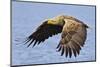 White-Tailed Sea Eagle (Haliaeetus Albicilla) In Flight. Flatanger, Norway, May-Andy Trowbridge-Mounted Photographic Print
