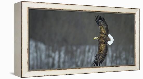 White Tailed Sea Eagle (Haliaeetus Albicilla) in Flight, Hokkaido, Japan, March-Wim van den Heever-Framed Premier Image Canvas