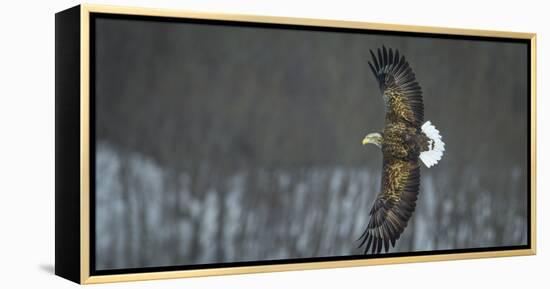 White Tailed Sea Eagle (Haliaeetus Albicilla) in Flight, Hokkaido, Japan, March-Wim van den Heever-Framed Premier Image Canvas