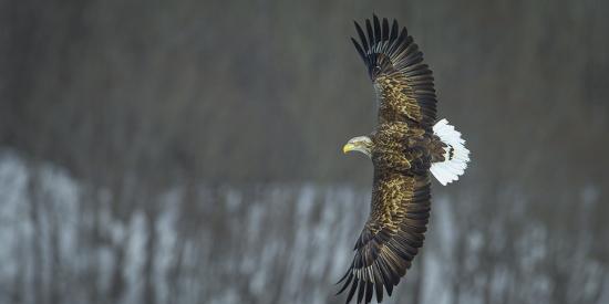 White Tailed Sea Eagle Haliaeetus Albicilla In Flight Hokkaido Japan March Photographic Print By Wim Van Den Heever Artcom