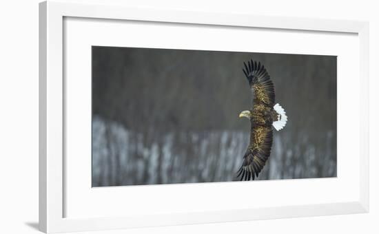 White Tailed Sea Eagle (Haliaeetus Albicilla) in Flight, Hokkaido, Japan, March-Wim van den Heever-Framed Photographic Print