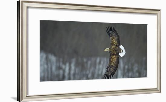 White Tailed Sea Eagle (Haliaeetus Albicilla) in Flight, Hokkaido, Japan, March-Wim van den Heever-Framed Photographic Print