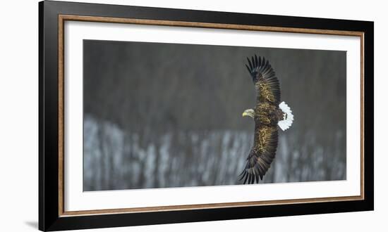 White Tailed Sea Eagle (Haliaeetus Albicilla) in Flight, Hokkaido, Japan, March-Wim van den Heever-Framed Photographic Print