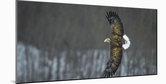 White Tailed Sea Eagle (Haliaeetus Albicilla) in Flight, Hokkaido, Japan, March-Wim van den Heever-Mounted Photographic Print