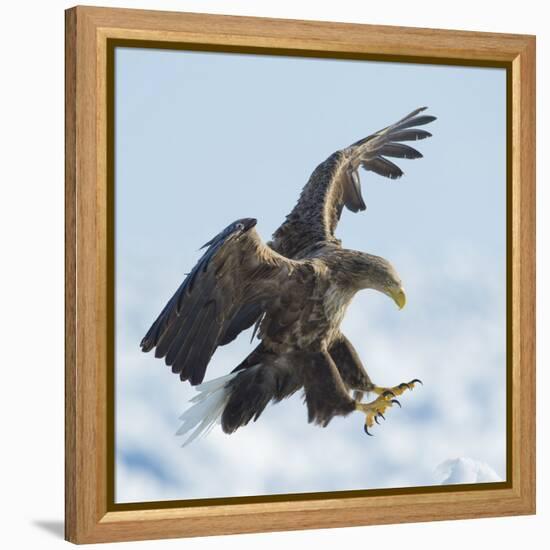 White Tailed Sea Eagle (Haliaeetus Albicilla) in Flight Landing, Hokkaido, Japan, February-Wim van den Heever-Framed Premier Image Canvas