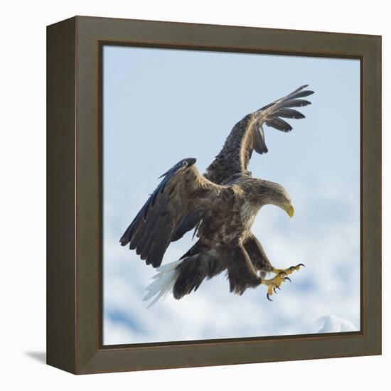 White Tailed Sea Eagle (Haliaeetus Albicilla) in Flight Landing, Hokkaido, Japan, February-Wim van den Heever-Framed Premier Image Canvas