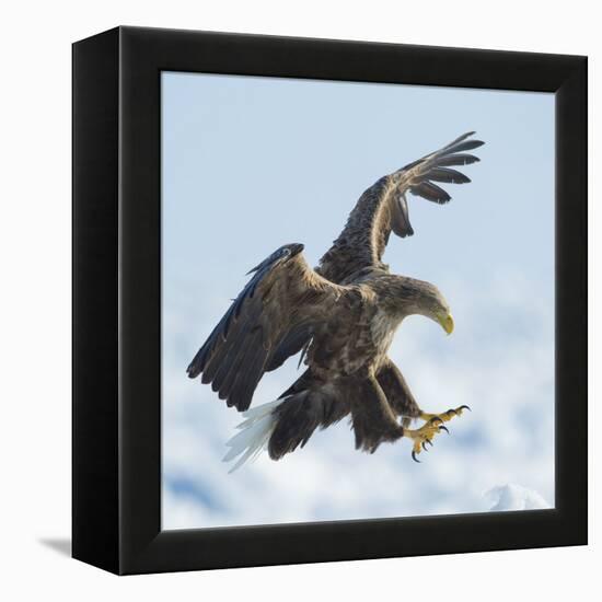 White Tailed Sea Eagle (Haliaeetus Albicilla) in Flight Landing, Hokkaido, Japan, February-Wim van den Heever-Framed Premier Image Canvas