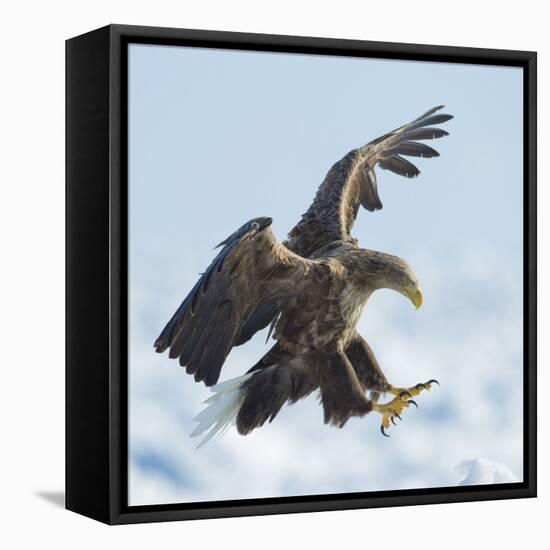 White Tailed Sea Eagle (Haliaeetus Albicilla) in Flight Landing, Hokkaido, Japan, February-Wim van den Heever-Framed Premier Image Canvas