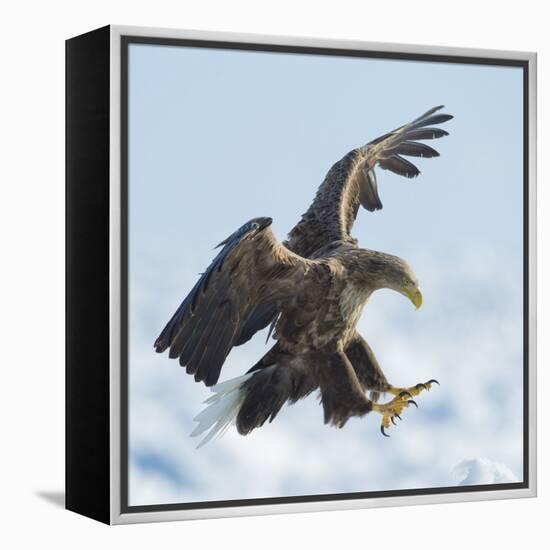 White Tailed Sea Eagle (Haliaeetus Albicilla) in Flight Landing, Hokkaido, Japan, February-Wim van den Heever-Framed Premier Image Canvas