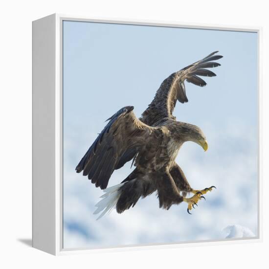 White Tailed Sea Eagle (Haliaeetus Albicilla) in Flight Landing, Hokkaido, Japan, February-Wim van den Heever-Framed Premier Image Canvas