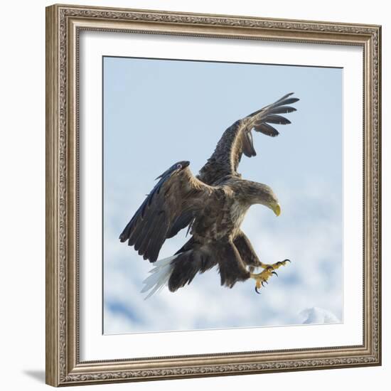 White Tailed Sea Eagle (Haliaeetus Albicilla) in Flight Landing, Hokkaido, Japan, February-Wim van den Heever-Framed Photographic Print