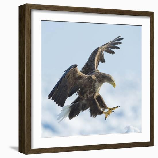 White Tailed Sea Eagle (Haliaeetus Albicilla) in Flight Landing, Hokkaido, Japan, February-Wim van den Heever-Framed Photographic Print