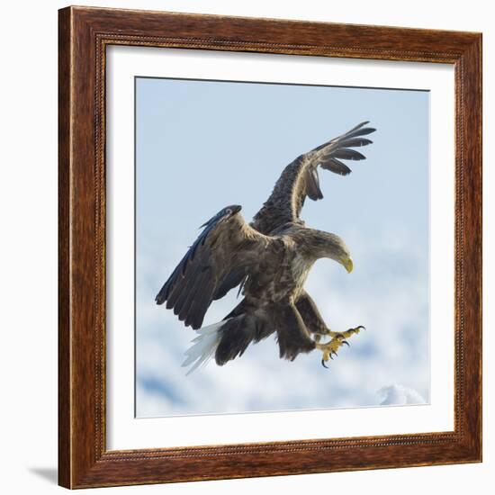 White Tailed Sea Eagle (Haliaeetus Albicilla) in Flight Landing, Hokkaido, Japan, February-Wim van den Heever-Framed Photographic Print