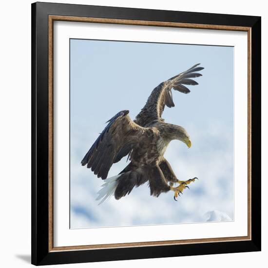 White Tailed Sea Eagle (Haliaeetus Albicilla) in Flight Landing, Hokkaido, Japan, February-Wim van den Heever-Framed Photographic Print