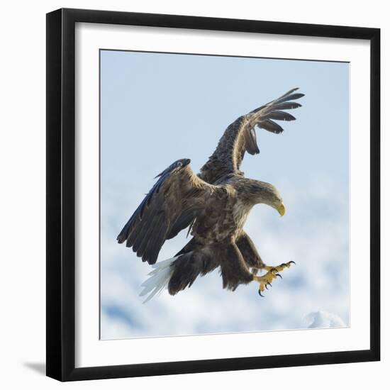 White Tailed Sea Eagle (Haliaeetus Albicilla) in Flight Landing, Hokkaido, Japan, February-Wim van den Heever-Framed Photographic Print